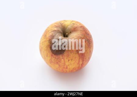 Verrottende Äpfel, Fäulnis und Lebensmittelverschwendung. Apfel isoliert auf weiß. Stockfoto