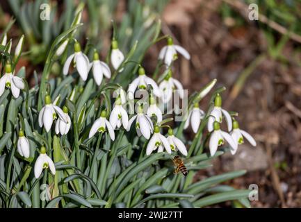 Schneeglöckchen (Galanthus nivalis) im Frühjahr Stockfoto