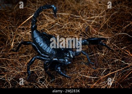 Ein großer schwarzer Skorpion im Angriffsmodus Stockfoto