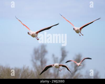 Eine Gruppe großer Flamingos, die tief über Wasser fliegen, morgens im Frühling, Camargue (Provence, Frankreich) Stockfoto