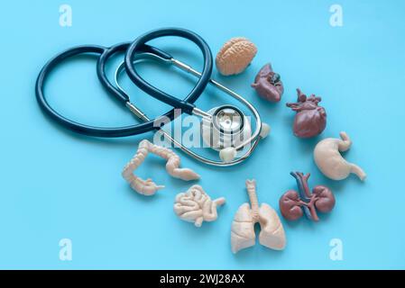 Stethoskop und menschliches Organ auf blauem Hintergrund. Stockfoto