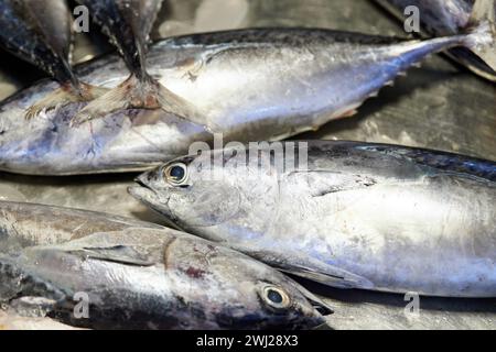 Nahaufnahme von Langhang-Thunfisch zum Verkauf auf dem Markt Stockfoto