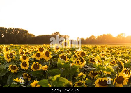 Großes Sonnenblumenfeld bei Sonnenuntergang Stockfoto