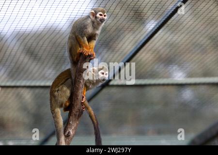 La Londe Les Maures, Frankreich. Februar 2024. © PHOTOPQR/LA PROVENCE/PENNANT Franck ; La Londe les Maures ; 12/02/2024 ; Quinze singes écureuils (ou Saimiri) ont été dérobés au jardin zoologique Tropical de La Londe les Maures dans le Var (83) dans la nuit du 26 au 27 janvier 2024. La Londes des Maures, Frankreich, 12. februar 2024. 15 Eichhörnchenaffen (oder Saimiri) wurden in der Nacht vom 26. Auf den 27. Januar 2024 aus dem tropischen zoologischen Garten La Londe les Maures in Var (83) gestohlen. Quelle: MAXPPP/Alamy Live News Stockfoto