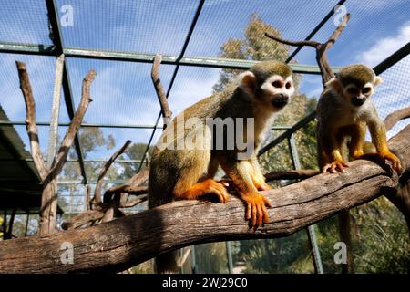 La Londe Les Maures, Frankreich. Februar 2024. © PHOTOPQR/LA PROVENCE/PENNANT Franck ; La Londe les Maures ; 12/02/2024 ; Quinze singes écureuils (ou Saimiri) ont été dérobés au jardin zoologique Tropical de La Londe les Maures dans le Var (83) dans la nuit du 26 au 27 janvier 2024. La Londes des Maures, Frankreich, 12. februar 2024. 15 Eichhörnchenaffen (oder Saimiri) wurden in der Nacht vom 26. Auf den 27. Januar 2024 aus dem tropischen zoologischen Garten La Londe les Maures in Var (83) gestohlen. Quelle: MAXPPP/Alamy Live News Stockfoto