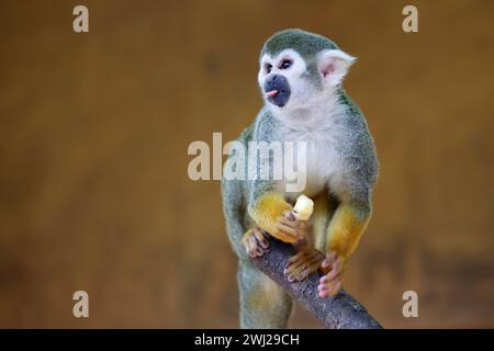 La Londe Les Maures, Frankreich. Februar 2024. © PHOTOPQR/LA PROVENCE/PENNANT Franck ; La Londe les Maures ; 12/02/2024 ; Quinze singes écureuils (ou Saimiri) ont été dérobés au jardin zoologique Tropical de La Londe les Maures dans le Var (83) dans la nuit du 26 au 27 janvier 2024. La Londes des Maures, Frankreich, 12. februar 2024. 15 Eichhörnchenaffen (oder Saimiri) wurden in der Nacht vom 26. Auf den 27. Januar 2024 aus dem tropischen zoologischen Garten La Londe les Maures in Var (83) gestohlen. Quelle: MAXPPP/Alamy Live News Stockfoto