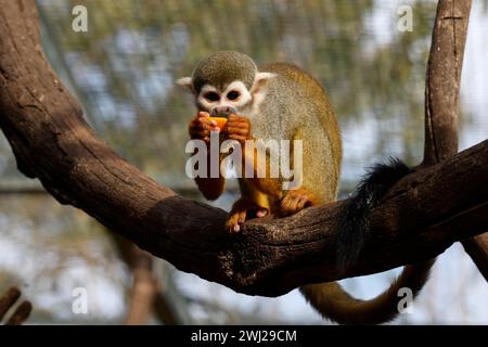 La Londe Les Maures, Frankreich. Februar 2024. © PHOTOPQR/LA PROVENCE/PENNANT Franck ; La Londe les Maures ; 12/02/2024 ; Quinze singes écureuils (ou Saimiri) ont été dérobés au jardin zoologique Tropical de La Londe les Maures dans le Var (83) dans la nuit du 26 au 27 janvier 2024. La Londes des Maures, Frankreich, 12. februar 2024. 15 Eichhörnchenaffen (oder Saimiri) wurden in der Nacht vom 26. Auf den 27. Januar 2024 aus dem tropischen zoologischen Garten La Londe les Maures in Var (83) gestohlen. Quelle: MAXPPP/Alamy Live News Stockfoto