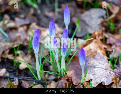 Frühlingskrokusblumen im Garten Stockfoto