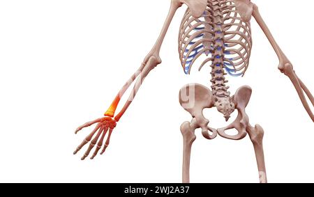 3D-Darstellung eines menschlichen Skeletts mit Handgelenkschmerzen Stockfoto