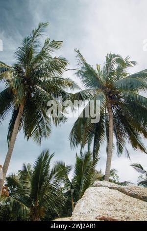 Ein niedriger Winkel von Palmen in Malaysia Stockfoto