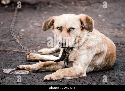 Mischlingshund auf einer Kette in einer Farm Stockfoto