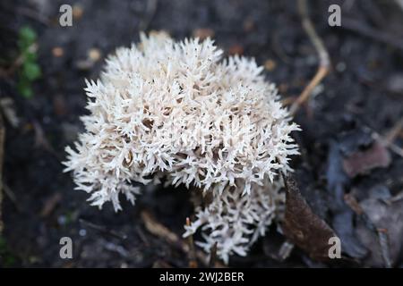 Clavulina coralloides, auch bekannt als Clavulina cristata, der weiße Korallenpilz oder der Haubenkorallenpilz, Wildpilz aus Finnland Stockfoto