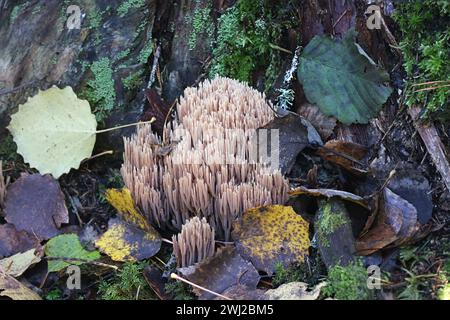 Ramaria concolor, auch Ramaria stricta var. genannt. Concolor, Korallenpilz wächst auf Fichte in Finnland, kein gebräuchlicher englischer Name Stockfoto