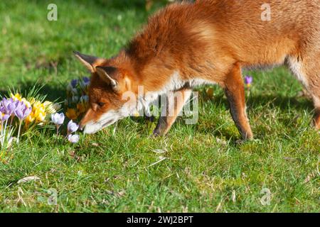 UK Weather, London, 12. Februar 2024: Ein weibliches Rotfuchs in einem Garten in Clapham genießt die Sonne und schnüffelt die Krokusse, die im Rasen wachsen. Quelle: Anna Watson/Alamy Live News Stockfoto