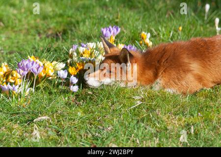 UK Weather, London, 12. Februar 2024: Ein weibliches Rotfuchs in einem Garten in Clapham genießt die Sonne und schnüffelt die Krokusse, die im Rasen wachsen. Quelle: Anna Watson/Alamy Live News Stockfoto