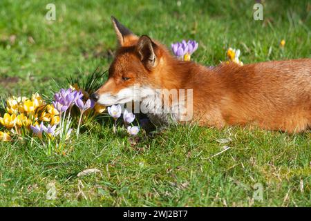 UK Weather, London, 12. Februar 2024: Ein weibliches Rotfuchs in einem Garten in Clapham genießt die Sonne und schnüffelt die Krokusse, die im Rasen wachsen. Quelle: Anna Watson/Alamy Live News Stockfoto