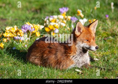 UK Weather, London, 12. Februar 2024: Ein weibliches Rotfuchs in einem Garten in Clapham genießt die Sonne und schnüffelt die Krokusse, die im Rasen wachsen. Quelle: Anna Watson/Alamy Live News Stockfoto