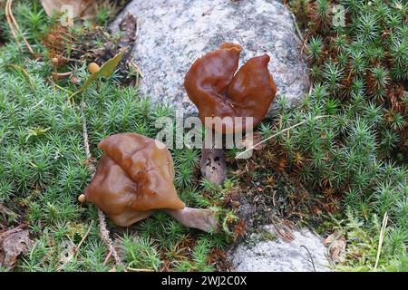 Gyromitra infula, allgemein bekannt als die gehauene Falschmorelle oder der Elfensattel, wilder Pilz aus Finnland Stockfoto
