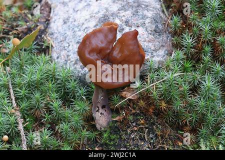 Gyromitra infula, allgemein bekannt als die gehauene Falschmorelle oder der Elfensattel, wilder Pilz aus Finnland Stockfoto