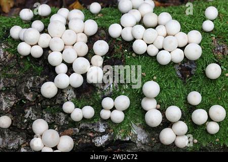 Apioperdon pyriforme, früher Lycoperdon pyriforme genannt, allgemein bekannt als der birnenförmige Puffball oder Stumpf Puffball, Pilz aus Finnland Stockfoto