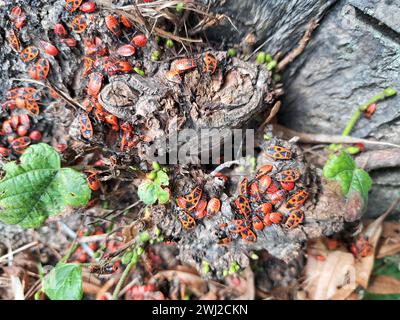 Gemeine Feuerkrankheit (Pyrrhocoris apterus) - Käfer und Nymphen Stockfoto
