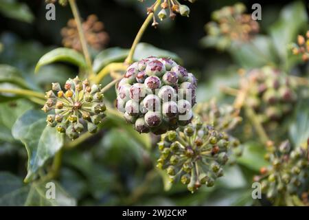 Efeu, Efeu (Hedera helix) - Fruchtstiele Stockfoto