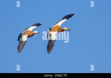 Ein Paar roddy ShelEnten, Tadorna ferruginea, fliegt zusammen mit gespreizten Flügeln, die oberen Flügeldecken sind weiß, Fuerteventura, Kanaren Stockfoto