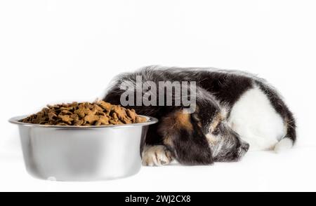 Shaggy Hündchen-Mischling mit einer Schüssel Trockenfutter Stockfoto