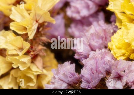 Nahaufnahme von blühenden lila und gelben kleinen Blüten. Getrocknete Blumen oder Ikebana für die Innendekoration. Blumenrahmen, Makro Stockfoto