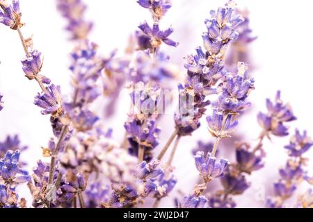 Das Bild zeigt eine detaillierte und aus nächster Nähe zarte Lavendelblüten mit einem verschwommenen weißen Hintergrund Stockfoto