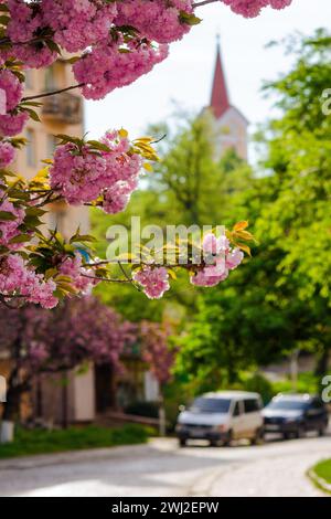 Zweige des Sakurabaums in voller Blüte vor einem verschwommenen Stadtbild von uschgorod, ukraine. Wunderschöne urbane Szene mit rosa Kirschblüten auf einem sunn Stockfoto