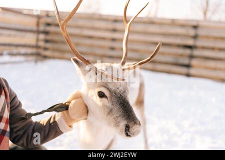 Nahaufnahme eines unerkennbaren Mannes in warmen Kleidern, der an sonnigen Wintertagen auf einer verschneiten Hirschfarm süße junge Rentiere umarmt und füttert. Stockfoto