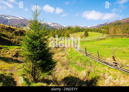 karpaten Landschaft im Frühling. Bäume und grasbewachsene Wiesen auf den Hügeln. Holzzaun um grüne Felder. Bergige ländliche Landschaft von ukra Stockfoto