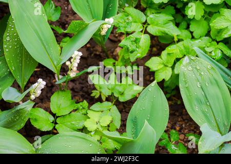 lily aus dem Tal im Garten. Große grüne Blätter in Wassertropfen. Wunderschöner Blick auf die Natur im Hintergrund von oben Stockfoto