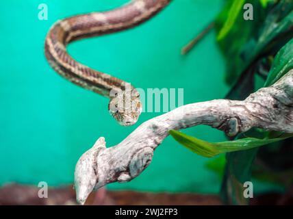 Kopf und Auge einer Schlange, die in Nahaufnahme an einem Ast hängt Stockfoto