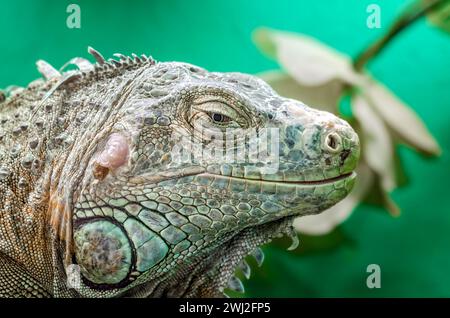 Großer Leguan auf grünem Hintergrund aus nächster Nähe Stockfoto