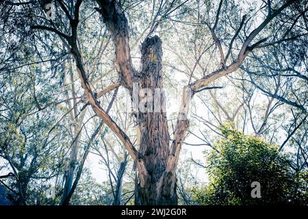 Foto von Rinde auf einem strukturierten und rauen Baum in einem großen Wald in den Blue Mountains in New South Wales in Australien Stockfoto