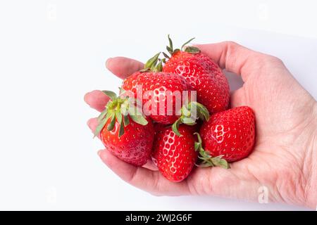 Eine Hand, die reife rote Erdbeeren auf weißem Hintergrund hält. Hintergrund frisch geernteter Erdbeeren. Erdbeerhintergrund. Natürliches Essen. Veget Stockfoto