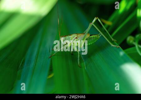 Weibliche Nymphe einer großen grünen Buschgrille, die auf Blatt sitzt. Langhörner Heuschrecken Insekten Tettigon Stockfoto