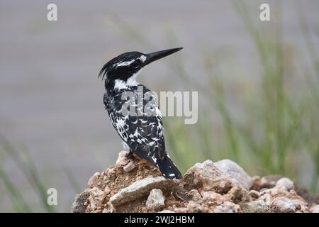 rattenvogel (Ceryle rudis) auf einem kleinen Felsbrocken Stockfoto