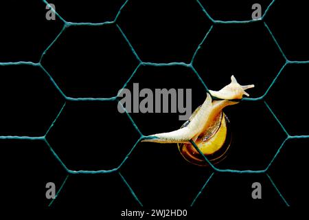 Nahaufnahme Von Schnecke Am Chainlink-Zaun. Helix pomatia auch römische Schnecke, Burgunderschnecke, essbare Schnecke Stockfoto