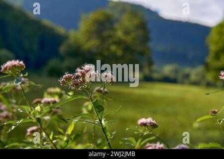 Wildblumen Aus Nächster Nähe: Farbenfroher Meadow Sonnenuntergang Mit Blick Auf Das Majestic Valley, Ruhige Alpenlandschaft. Malerischer Sommeruntergang: Panoramablick auf Meadow Stockfoto