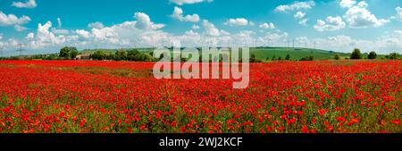 Panorama-Banner von Rotem Mohn, Blooming on Field Against Sky. Blumenmohn. Felder Mit Mohnblumen Stockfoto