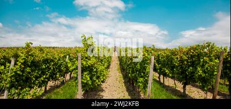 Traktor, der die Blätter von Weinreben auf dem Weinberg schneidet. Maschine mit Fahrer in einem Weinberg Stockfoto
