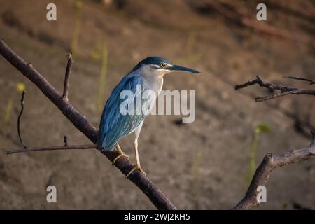 Streifenreiher, Butorides striata, Bhitarkanika, Odisha, Indien Stockfoto