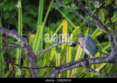 Streifenreiher, Butorides striata, Bhitarkanika, Odisha, Indien Stockfoto