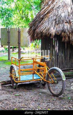 Mieten Sie sich ein Fahrraddreirad und fahren Sie durch den Dschungel Coba Ruins Adventure in der Gemeinde Coba Tulum Quintana Roo Mexiko. Stockfoto