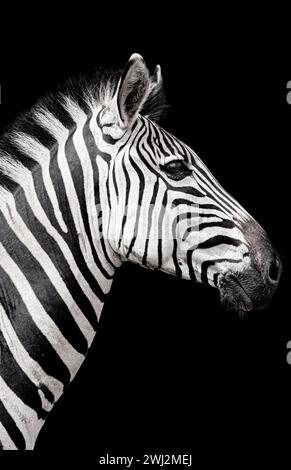 Dieses Kunstfoto eines Zebras wurde in der südafrikanischen Savanne aufgenommen. Bei der Bearbeitung wurde der Hintergrund vom Motiv isoliert und verdunkelt. Stockfoto