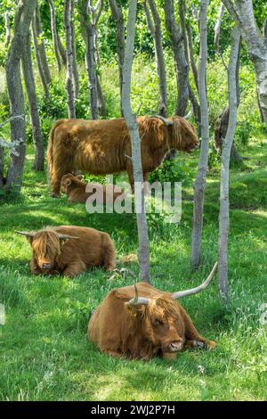 Eine Familie schottischer Hochlandkühe im Nationalpark „de Bollekamer“ auf der niederländischen Insel Texel. Stockfoto