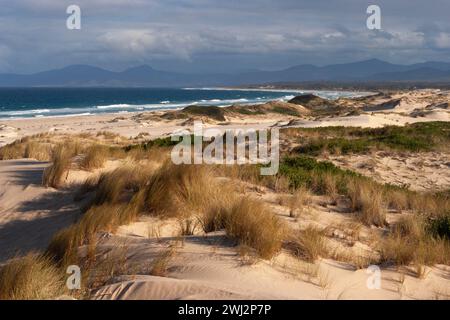 Peron-Dünen im Schutzgebiet St. Helens an der Ostküste Tasmaniens in Australien Stockfoto